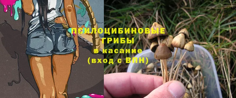 Галлюциногенные грибы Magic Shrooms  Кашин 